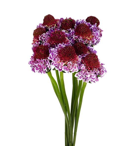 Scabiosa scoop snoop bicolor 60 - SCASCOSNOBIC