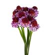 Scabiosa scoop snoop bicolor 60 - SCASCOSNOBIC