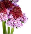Scabiosa scoop snoop bicolor 60 - SCASCOSNOBIC1