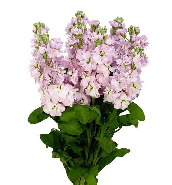 Matthiola milla light pink 55 - MATMILLIGPIN