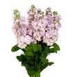 Matthiola milla light pink 55 - MATMILLIGPIN