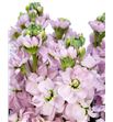 Matthiola milla light pink 55 - MATMILLIGPIN1