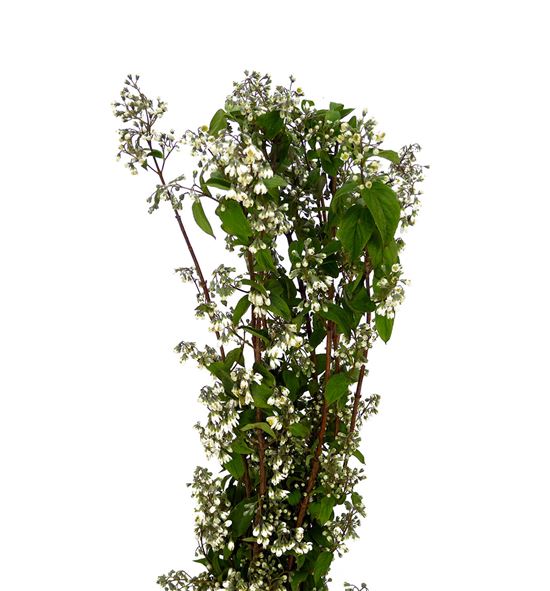 Deutzia magical spring 70 - DEUMAGSPR