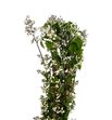 Deutzia magical spring 70 - DEUMAGSPR