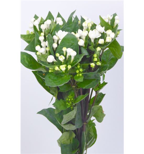 Bouvardia diamond sparkles 60 - BOUDIASPA