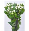Bouvardia diamond sparkles 60 - BOUDIASPA