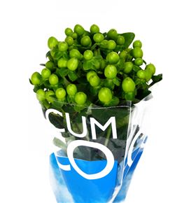Hypericum coco bamboo 50 - HYPCOCBAM