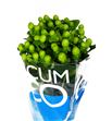 Hypericum coco bamboo 50 - HYPCOCBAM