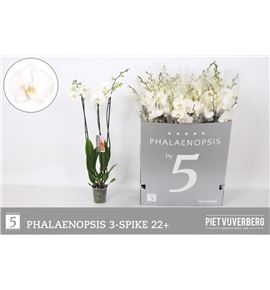 Pl. phalaenopsis white 3t 80cm x12 - PHAWHI1212803