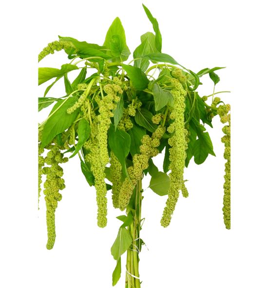 Amaranthus caud cycloop 75 - AMACAUCYC