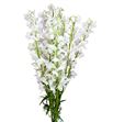 Delphinium bella andes white 70 - DELBELANDWHI