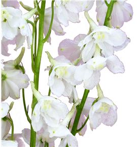 Delphinium bella andes white 70 - DELBELANDWHI