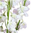 Delphinium bella andes white 70 - DELBELANDWHI1