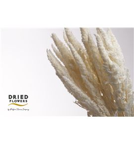 Dried amaranthus preservado blanco - DRIAMAPREBLA