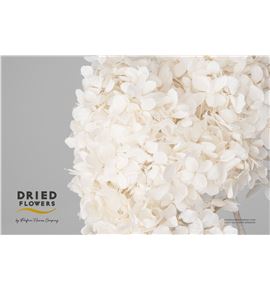 Dried hortensia preservada blanca - DRIHORPREBLA