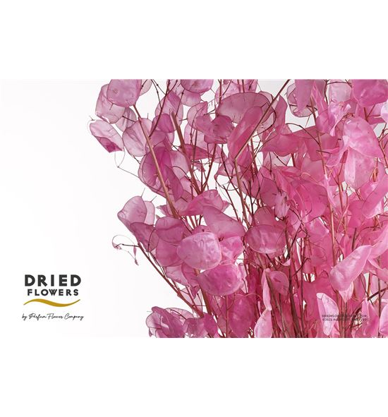 Dried lunaria preservado pink - DRILUNPREPIN