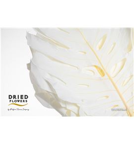 Dried monstera preservada blanca - DRIMONPREBLA