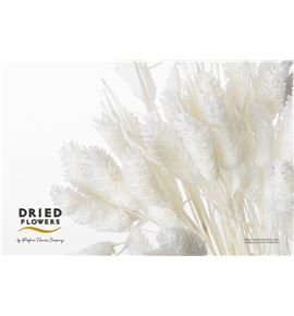 Dried phalaris preservado blanco - DRIPHAPREBLA