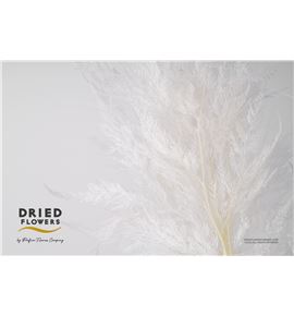 Dried snow fern preservado blanco - DRISNOFERPREBLA