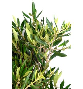 Olivo - OLI