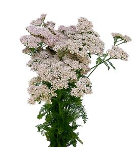 Achilea anita champagne 65 - ACHANICHA
