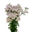 Achilea anita champagne 65 - ACHANICHA