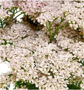Achilea anita champagne 65 - ACHANICHA