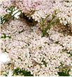 Achilea anita champagne 65 - ACHANICHA1