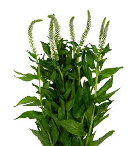 Veronica caya 60 - VERCAY