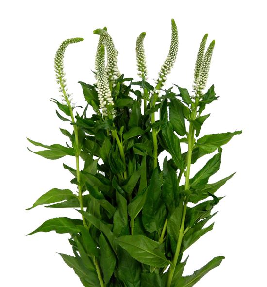 Veronica caya 60 - VERCAY