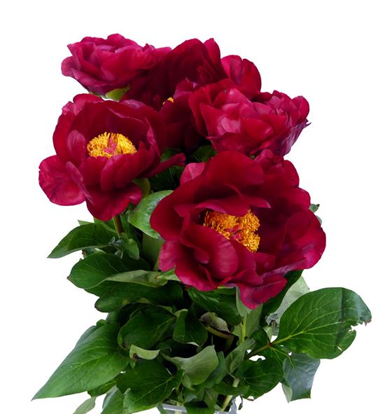 Paeonia mackinac grand 55 - PAEMACGRA