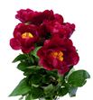 Paeonia mackinac grand 55 - PAEMACGRA