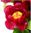 Paeonia mackinac grand 55 - PAEMACGRA1