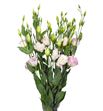 Lisianthus blanco/rosa - LISBLAROS
