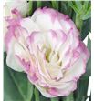Lisianthus blanco/rosa - LISBLAROS2