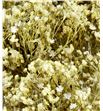 Broom bloom seco blanco - BROSECBLA1