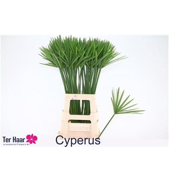 Cyperus 70 - CYP70