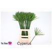 Cyperus 70 - CYP70