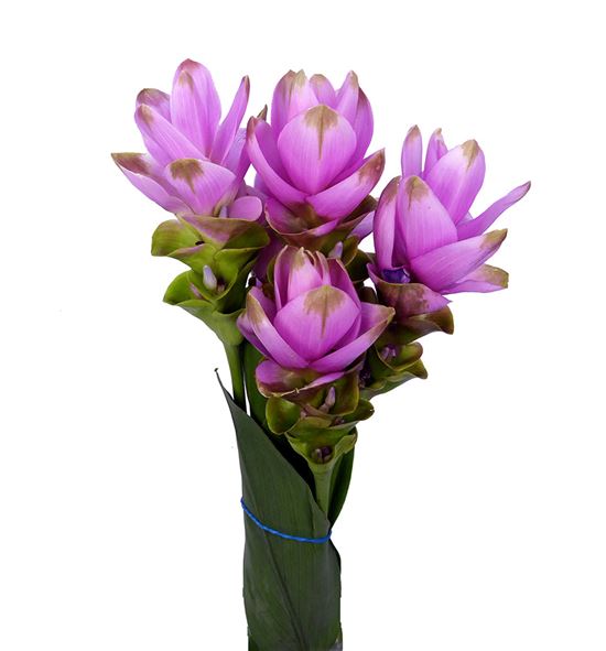 Curcuma rosa - CURROS