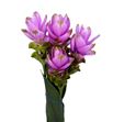 Curcuma rosa - CURROS