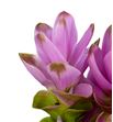Curcuma rosa - CURROS1