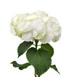 Hortensia snowball blanca - HORSNO