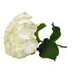 Hortensia snowball blanca - HORSNO1
