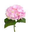 Hortensia verena rosa - HORVER
