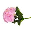 Hortensia verena rosa - HORVER1