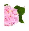 Hortensia verena rosa - HORVER2