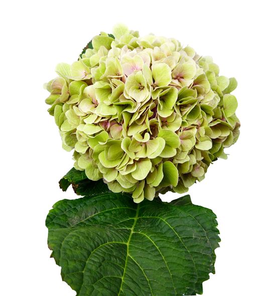 Hortensia hilde classic - HORHILCLA