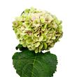 Hortensia hilde classic - HORHILCLA