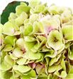 Hortensia hilde classic - HORHILCLA1