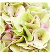 Hortensia hilde classic - HORHILCLA2
